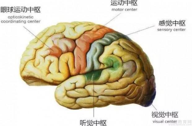 深圳感统汇 当感觉统合运作不良时,孩子的大脑和神经系统活动就象