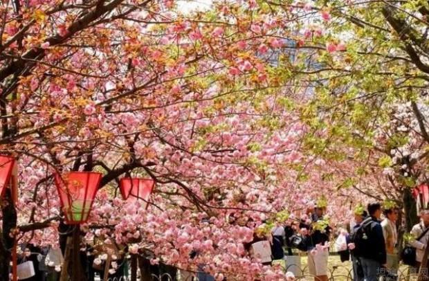 哈尔滨举办樱花节图片
