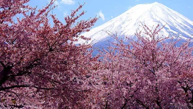 問下大連櫻花日語日本留學項目靠譜嗎